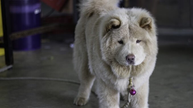 Husky Chow Mix What To Know Before Buying A Chusky Cover