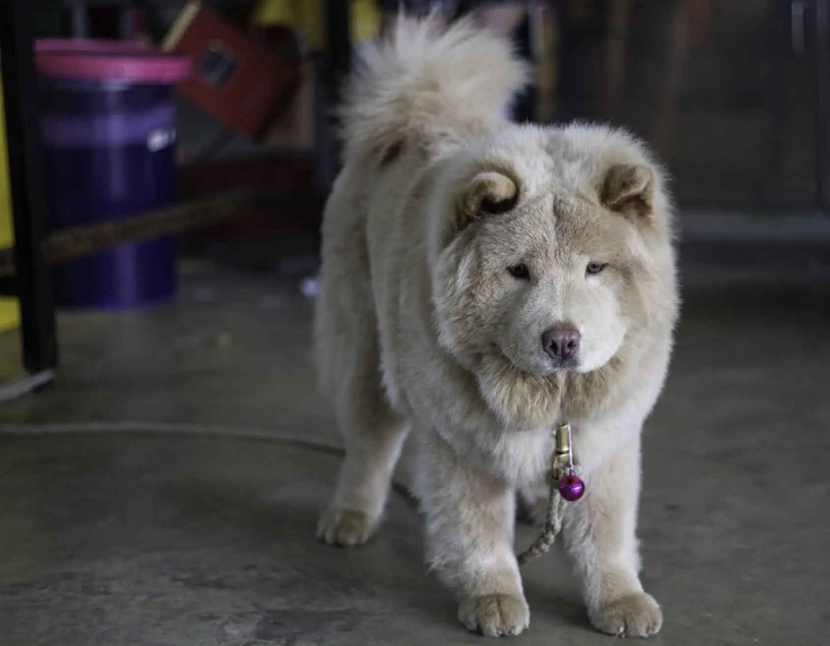 mixed chow chow puppies