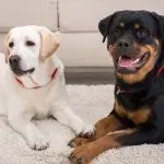 Lab And Rotweiler