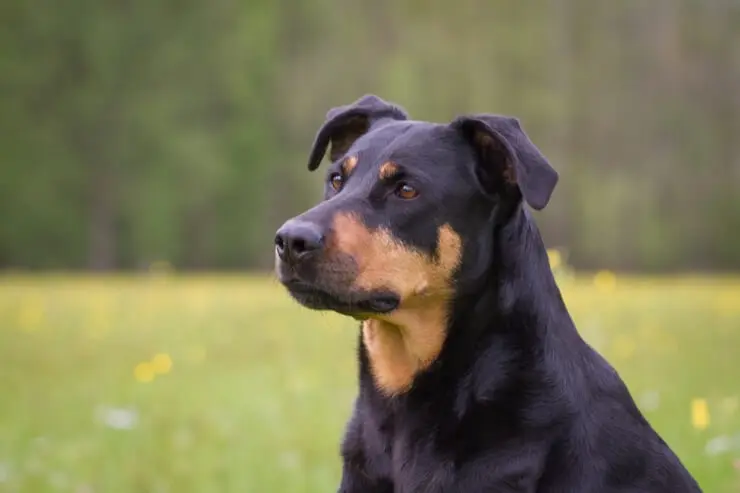 Jernbanestation ekspertise Desværre Rottweiler Lab Mix: What To Know About This Stunning Family Dog | Perfect  Dog Breeds