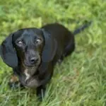 Lab Dachshund Mix