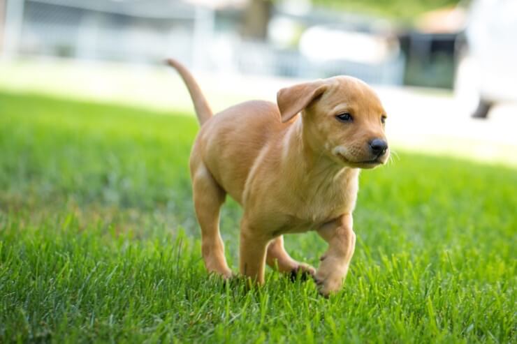 pug lab mix puppy