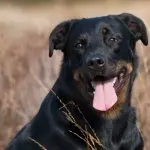 Lab Rottweiler Mix