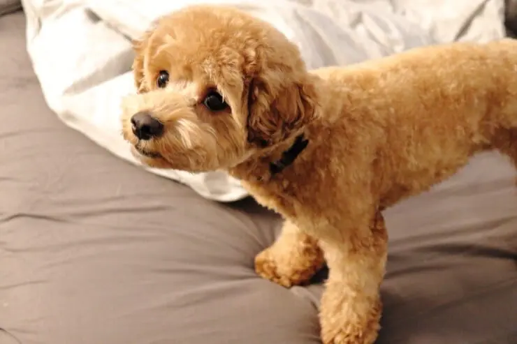 maltipoo and poodle mix