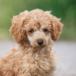 Red Toy Poodle Puppy