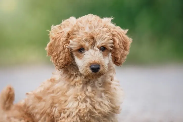 how much is a red toy poodle