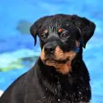 Rottweiler Lab Mix Puppy