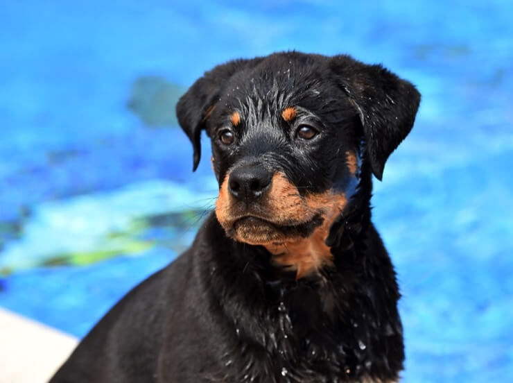 rottweiler and lab mix puppies for sale