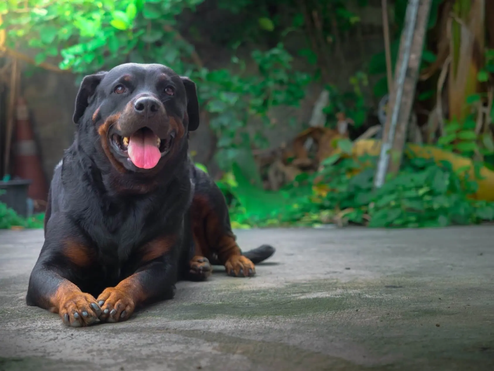 rottweiler for family pet