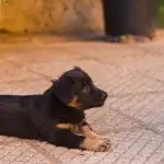 Rottweiler Puppy