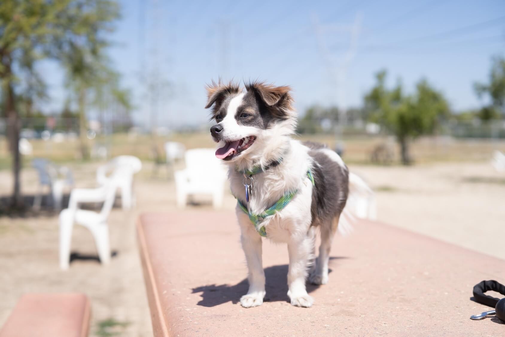 aussie husky