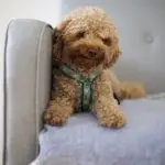Toy Poodle Lying Down