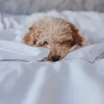 Toy Poodle On Bed