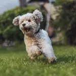 Toy Poodle Running Outside