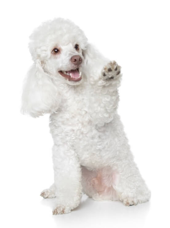 toy poodle puppy training