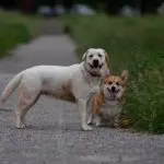 Lab and a Corgi