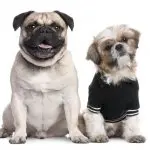 A Pug And A Shih Tzu