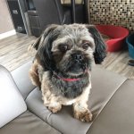 A Pug Shih Tzu Mix