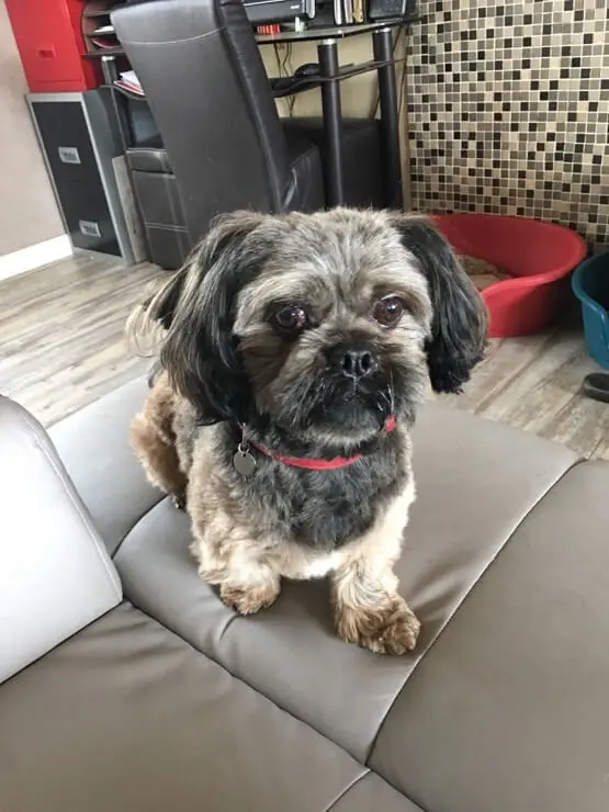 pug poodle mix