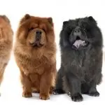 All Colors Of Chow Chow