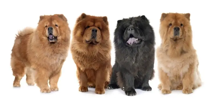 all about chow chow