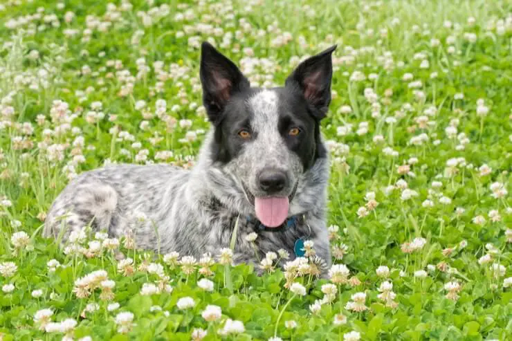 An Australian Blue Heeler Lying Down