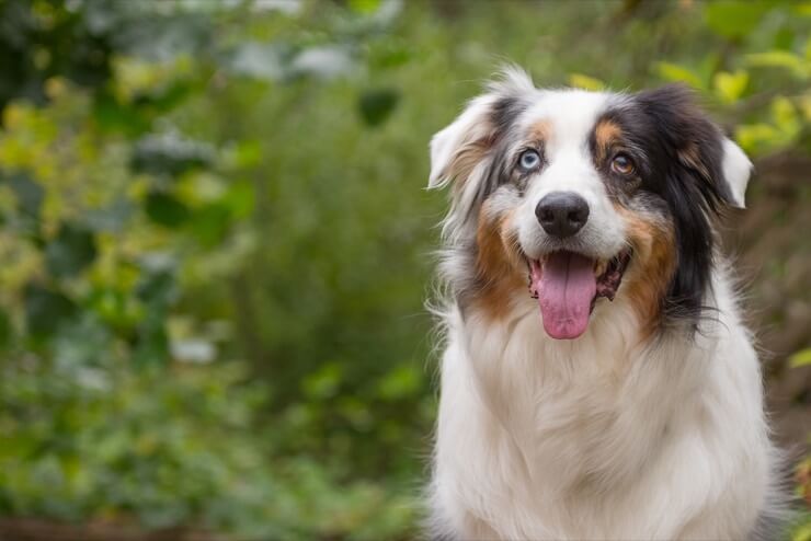 flåde Låne Ælte Australian Shepherd German Shepherd Mix: 7 Must Read Facts - Perfect Dog  Breeds