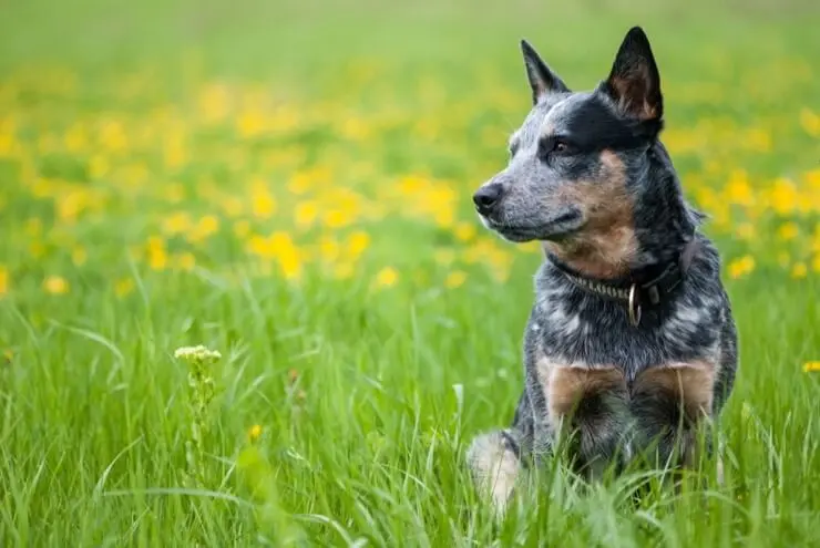 An Blue Heeler Australian Shepherd Mix Working