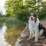 An English Shepherd