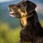 An Old German Shepherd Rottweiler Mix