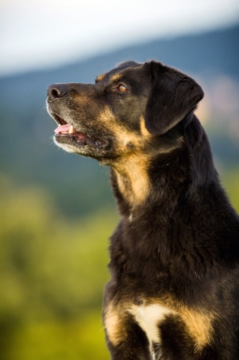 are rottweilers and german shepherds good together