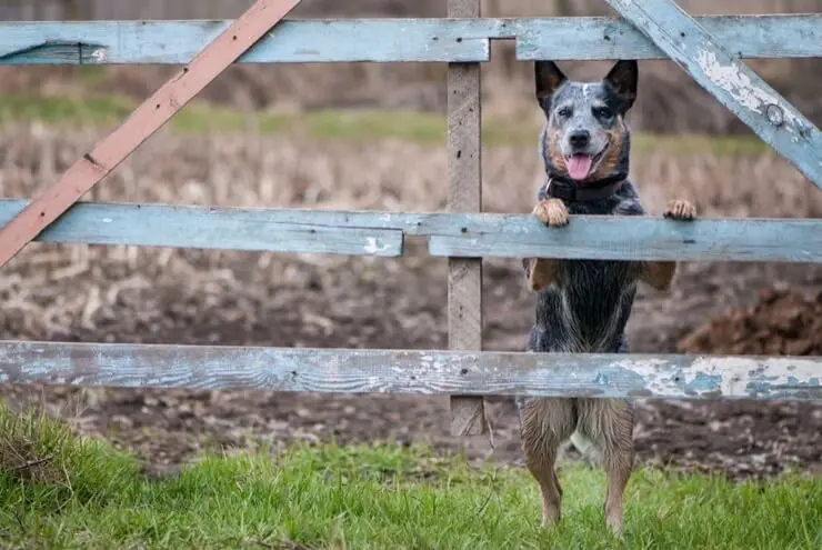 Australian Blue Heeler