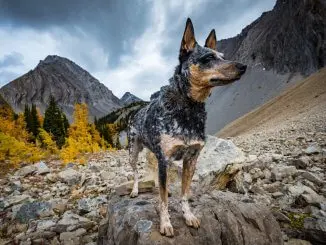 Australian Shepherd Blue Heeler Mix 5 Fun Facts You Need To Know Cover