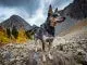 Australian Shepherd Blue Heeler Mix 5 Fun Facts You Need To Know Cover