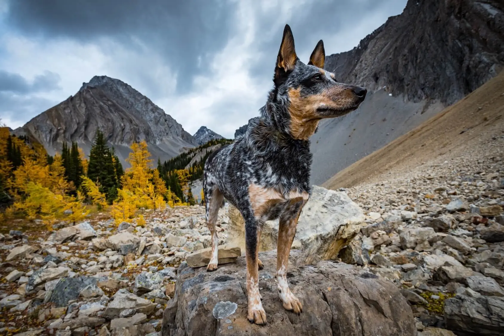 blue merle blue heeler