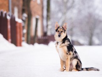 Australian Shepherd German Shepherd Mix 7 Must Read Facts Cover