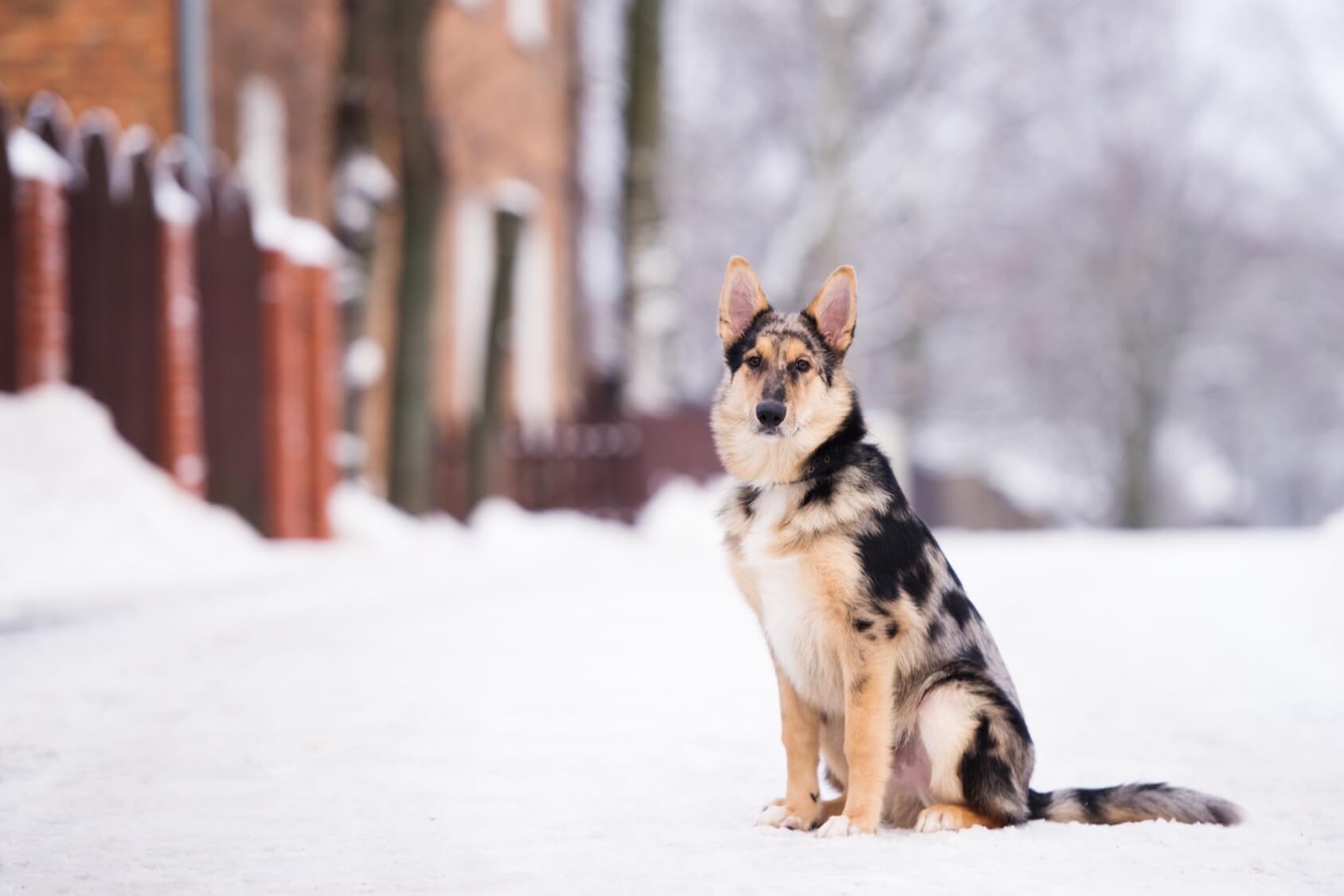 flåde Låne Ælte Australian Shepherd German Shepherd Mix: 7 Must Read Facts - Perfect Dog  Breeds