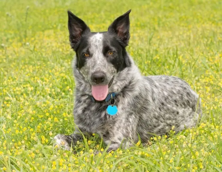 blue heeler german shepherd mix training