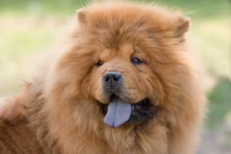 Brown Chow Chow