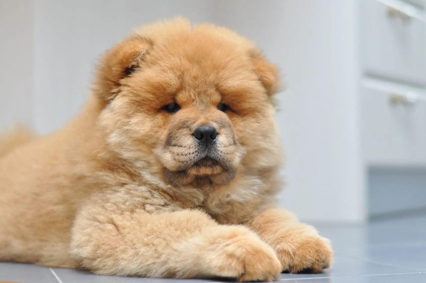 chow chow small puppy