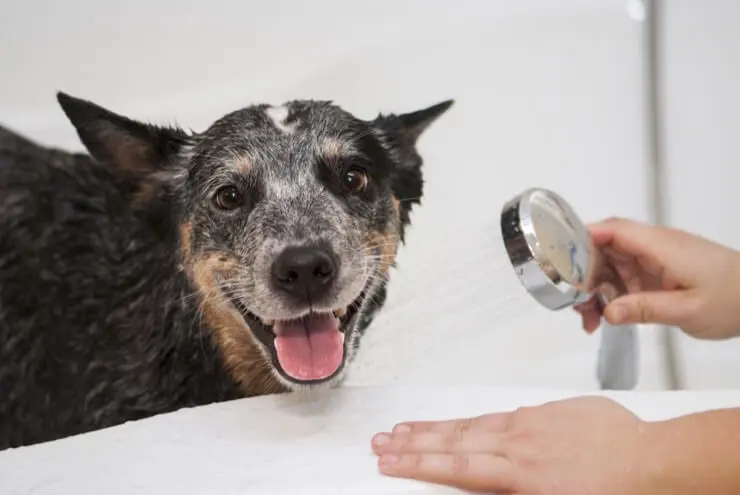 Cleaning An Australian Shepherd Blue Heeler Mix