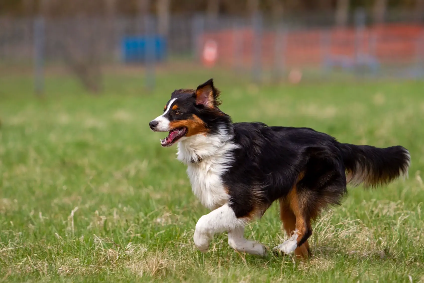 Complete English Shepherd Guide 6 Must Read Facts Perfect Dog Breeds
