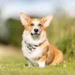 Corgi And Shiba Mix