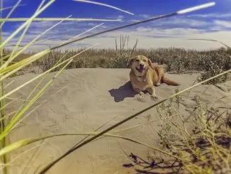 Corgi Lab Mix What To Know About This Stunning Family Dog Cover