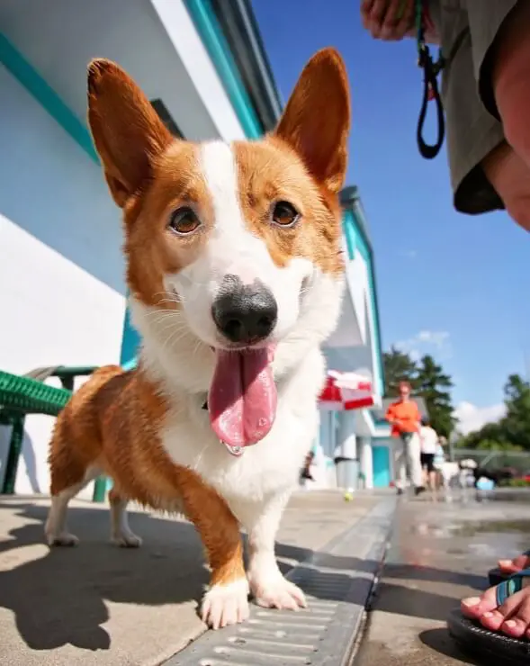 corgi lab stunning
