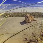 Corgi Labrador Mix