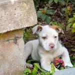 Corgi Pitbull