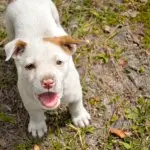 Corgi Pitbull Mix