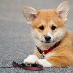 Corgi Shiba Inu Mix