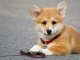 Corgi Shiba Inu Mix A Fun And Foxy Friend Cover